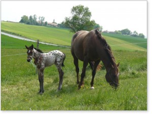 chevaux et bien-être
